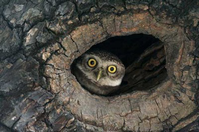Helping Hands — Suffolk Owl Sanctuary