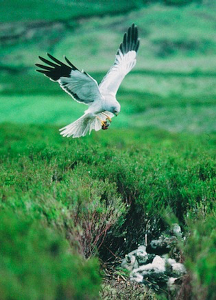 hen harrier shooting tragedy suffolk owl sanctuary hen harrier shooting tragedy suffolk
