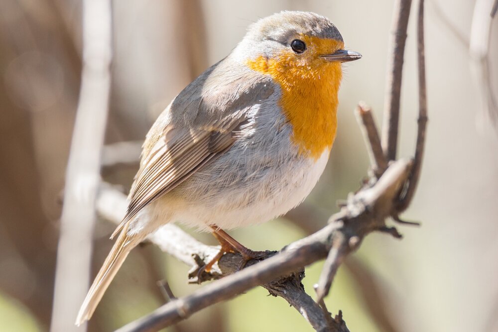 National Bird Feeding month — Suffolk Owl Sanctuary
