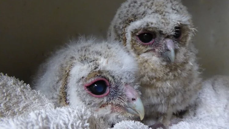 baby owlets