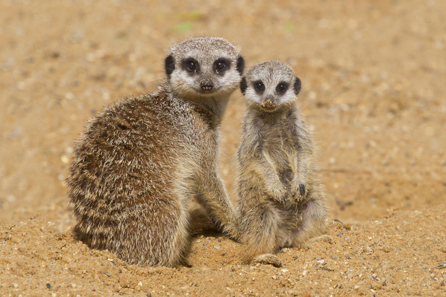 meerkat 6x4.jpg