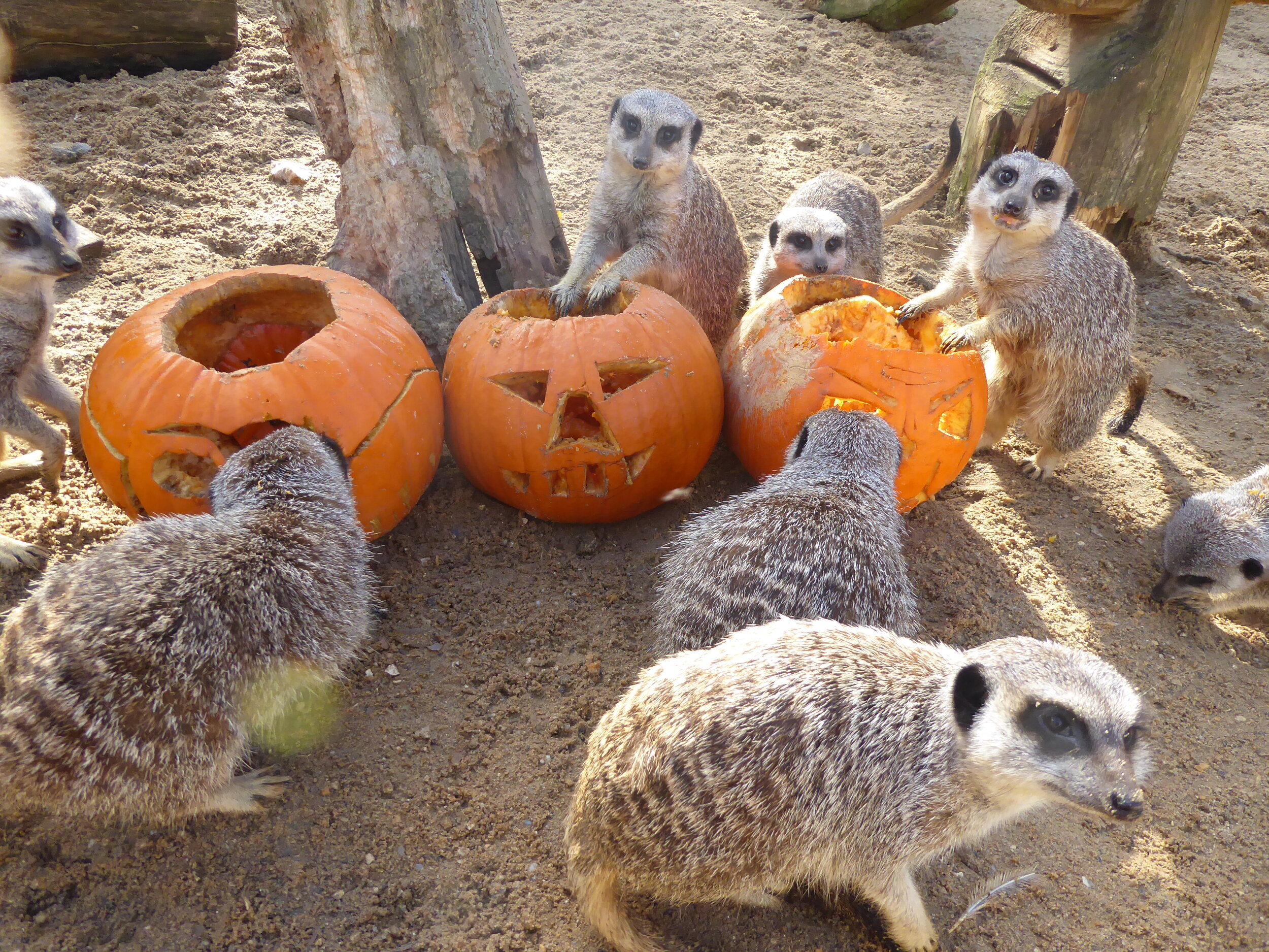 meerkat pumpkin 1010400.jpg