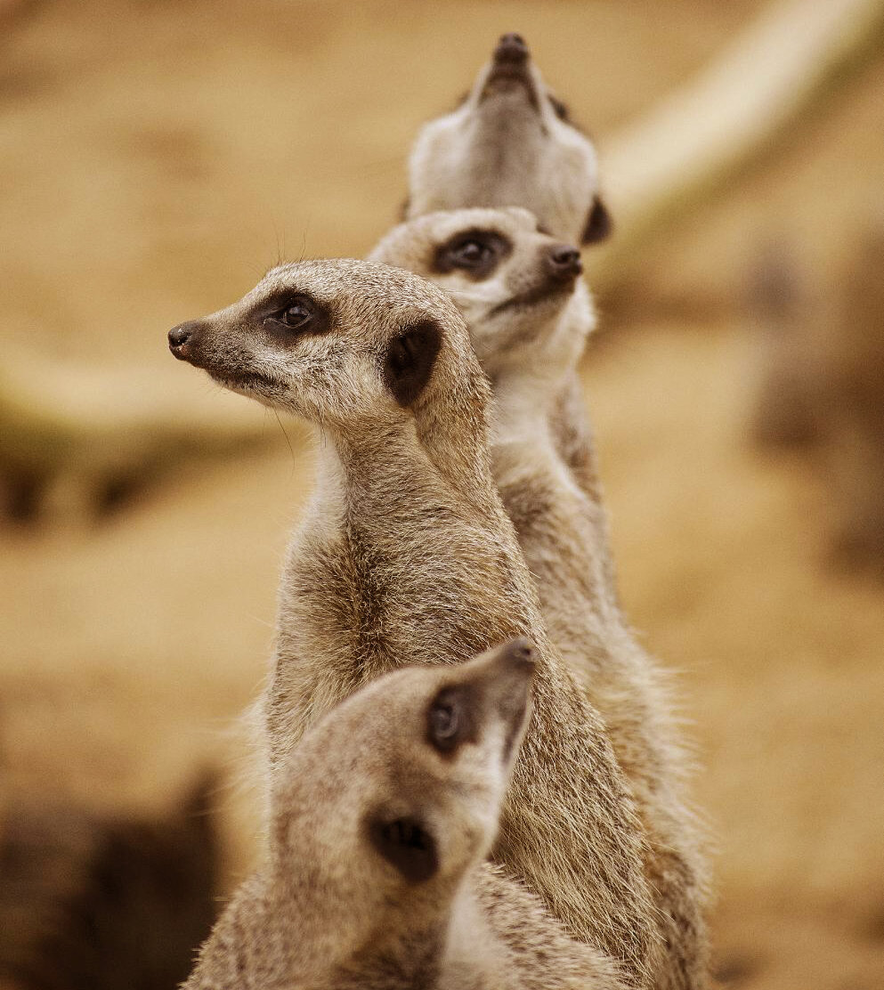 Meerkats on Watch suffolk-owl-sanctuary-6.jpg