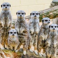 Meerkat Kastle