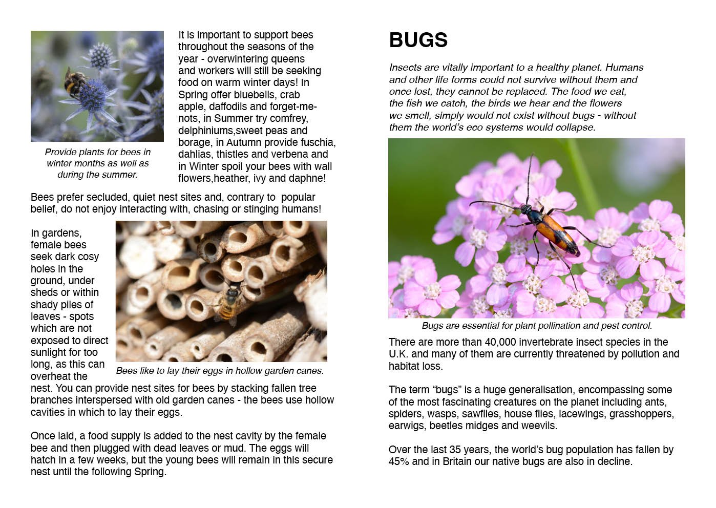 Bees, Bugs & Butterflies Booklet2.jpg