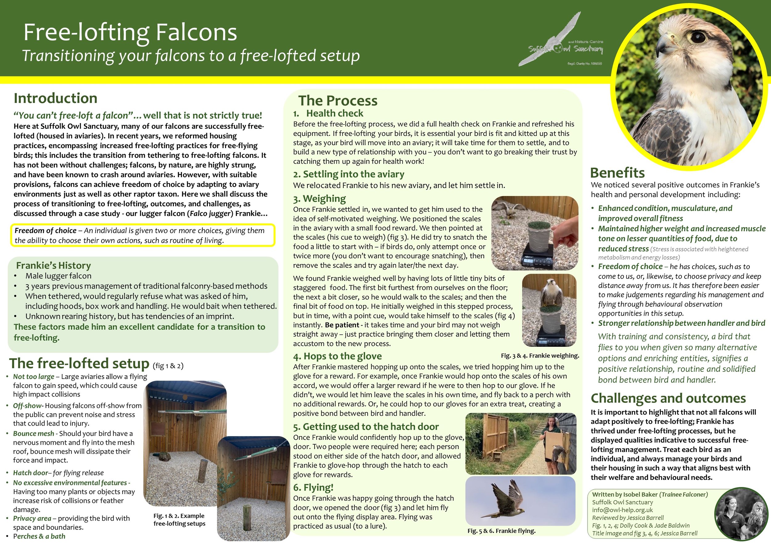 Free-lofting falcons.JPG