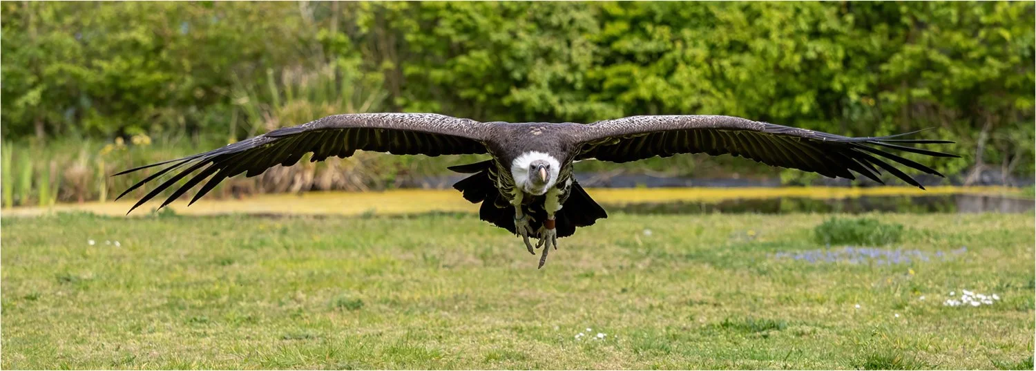 Julie Browne S Ruby coming in to land.jpg