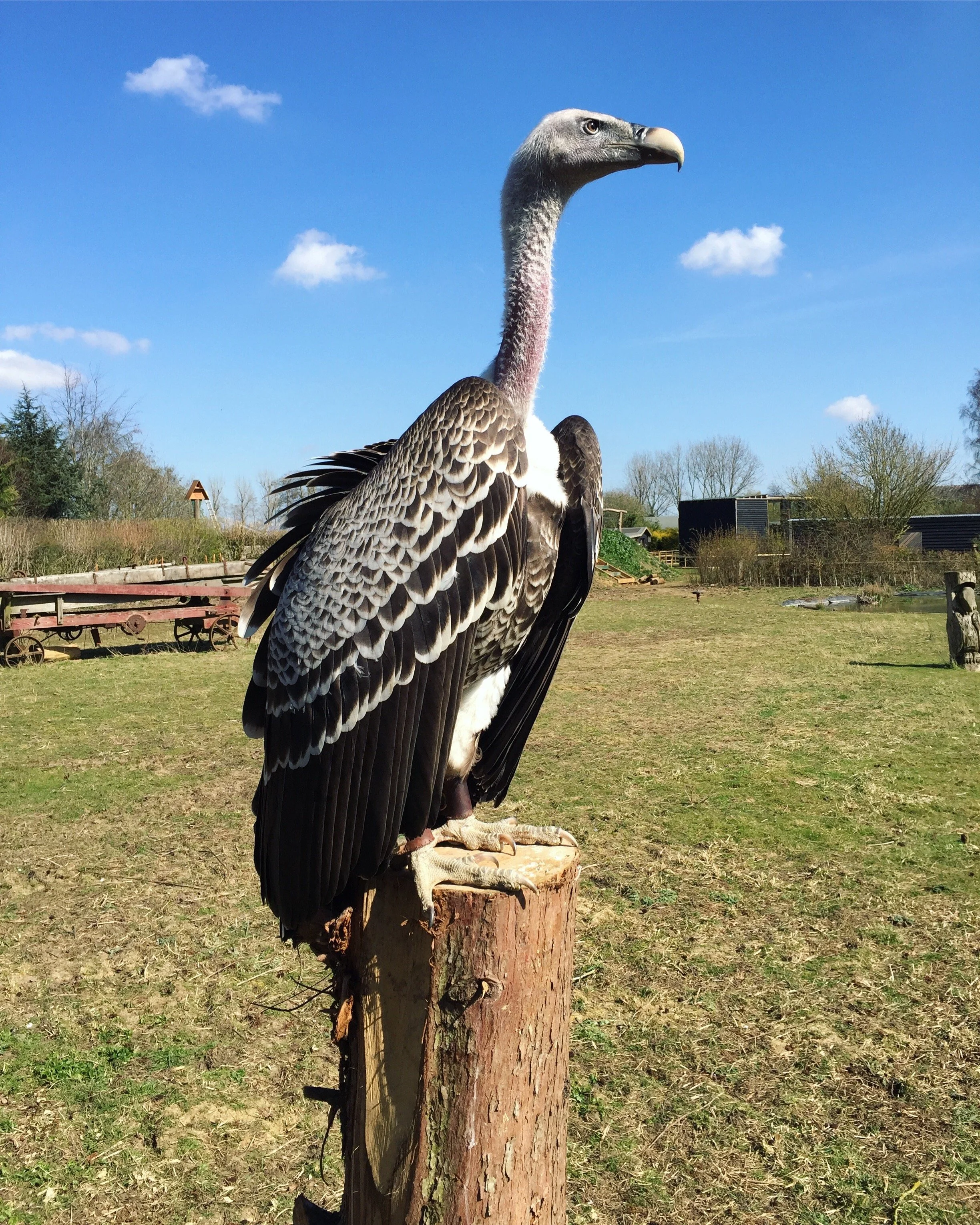 ruppells-griffon-vulture_49804738096_o.jpg