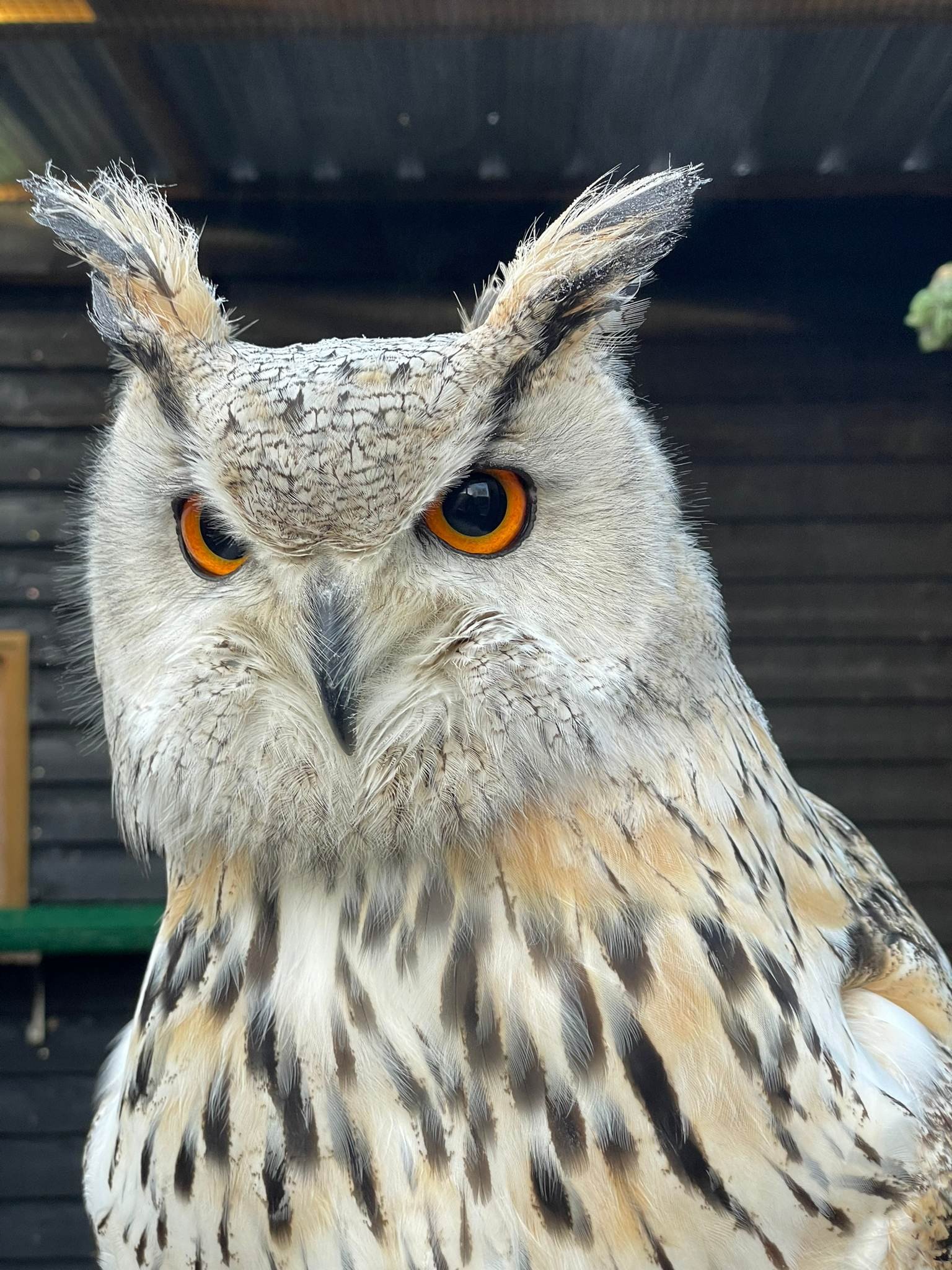 THIS OWL CREATURE IS PRETTY COOL!