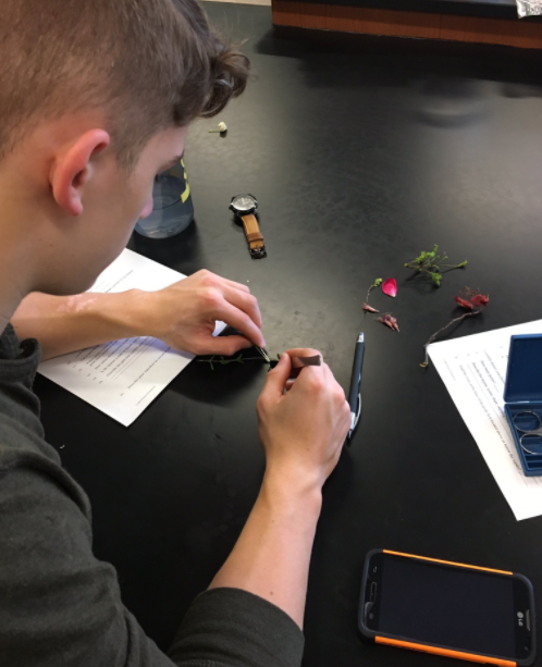 Flower Dissection