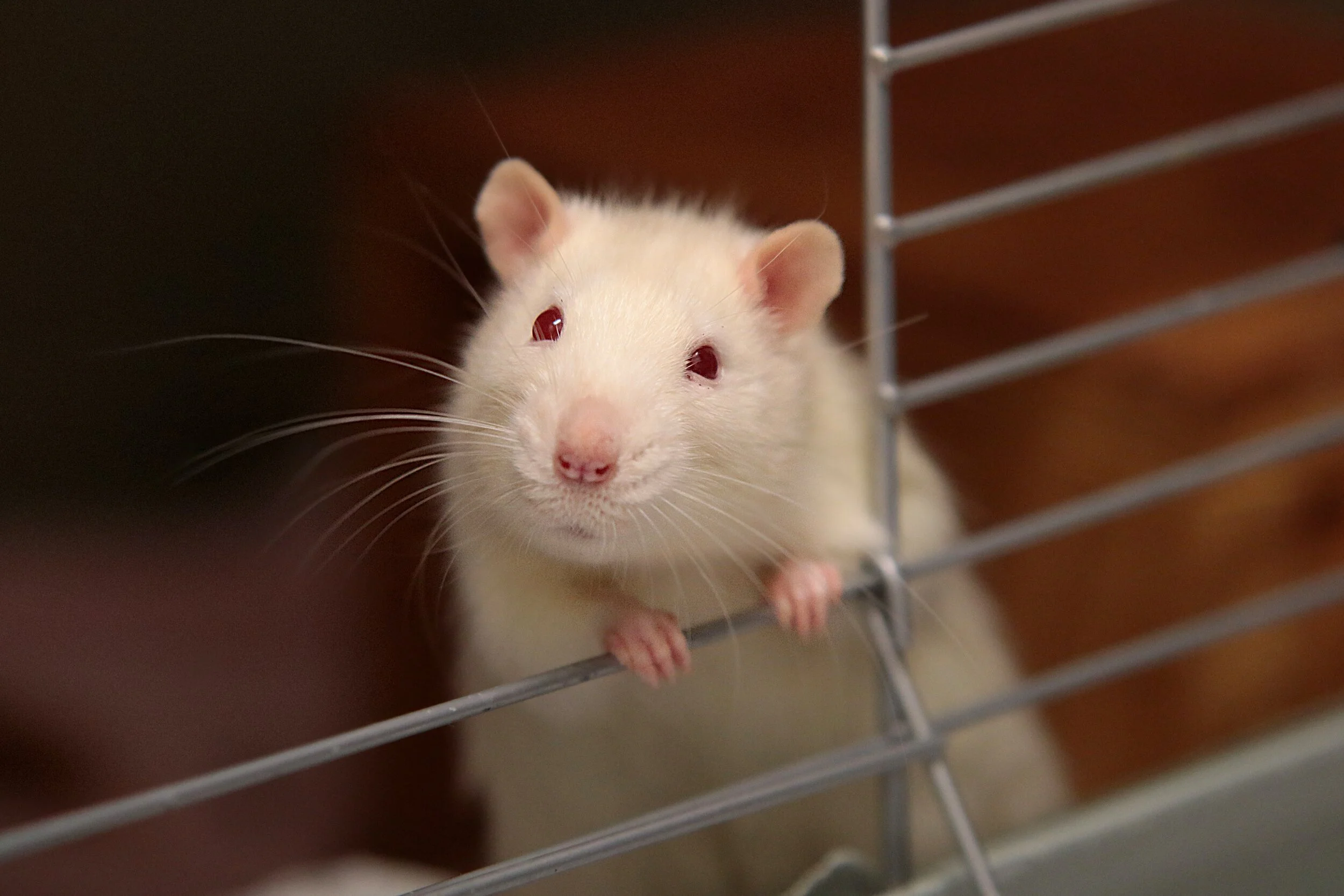 Addiction and Connection: The Rat Park Study