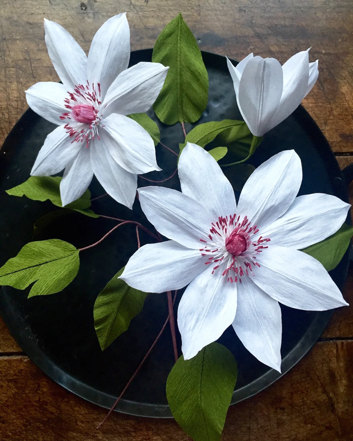 Clematis Henryi | Suzonne Stirling.jpg