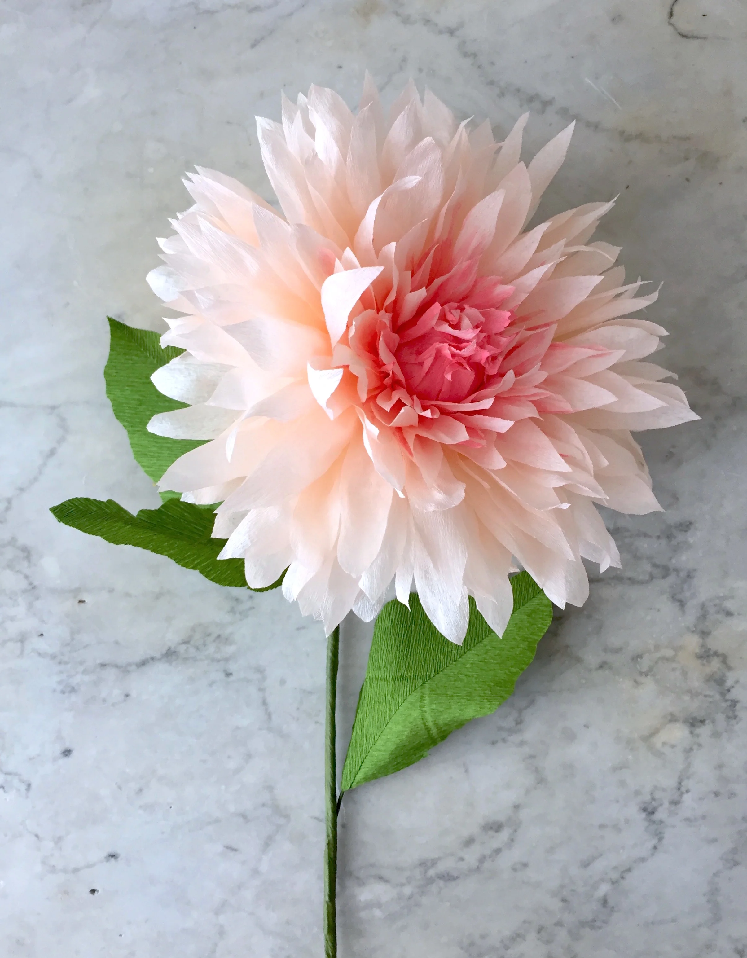 Dahlia | Suzonne Stirling.jpg
