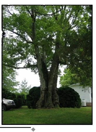 Gay Mont Hackberry & Boxwood