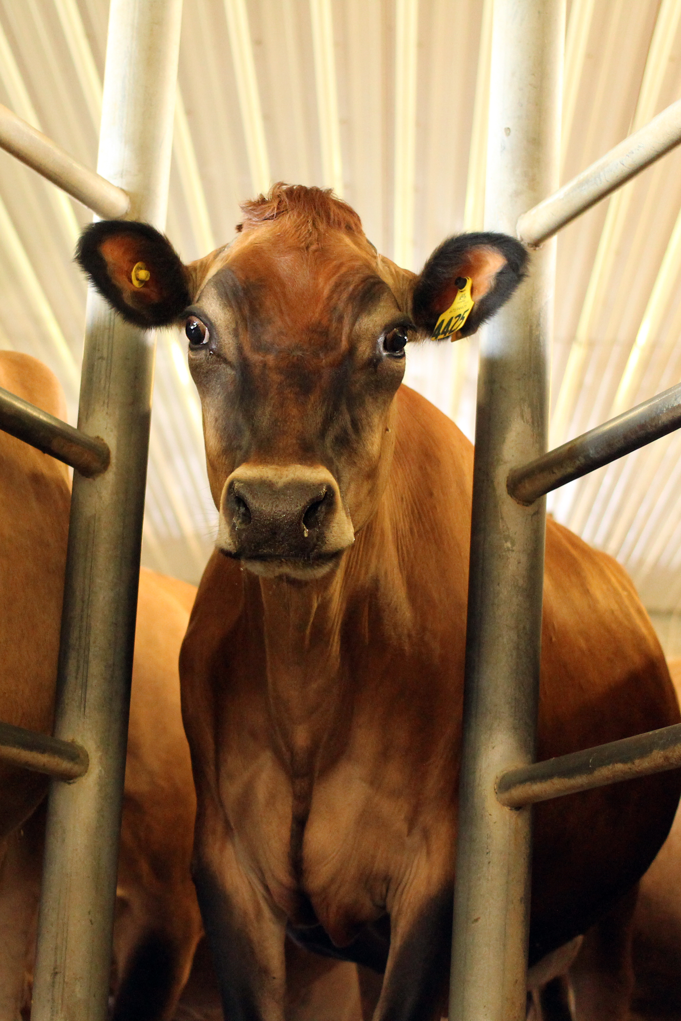 cows3.jpg