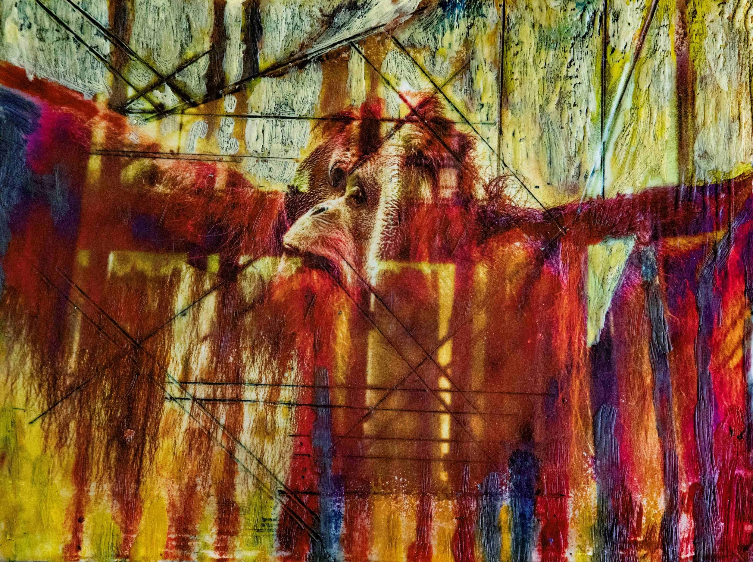 97% DNA Shared, 98% Habitat Destroyed.jpg