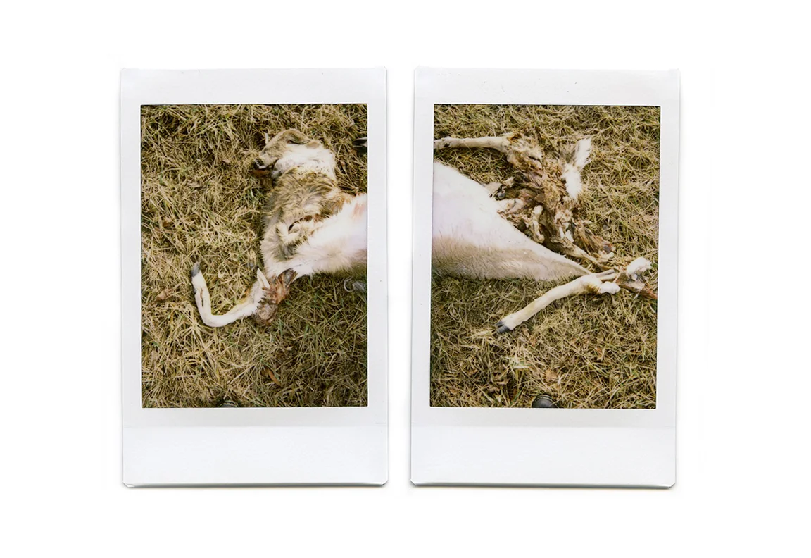 Discombobulated (2013)