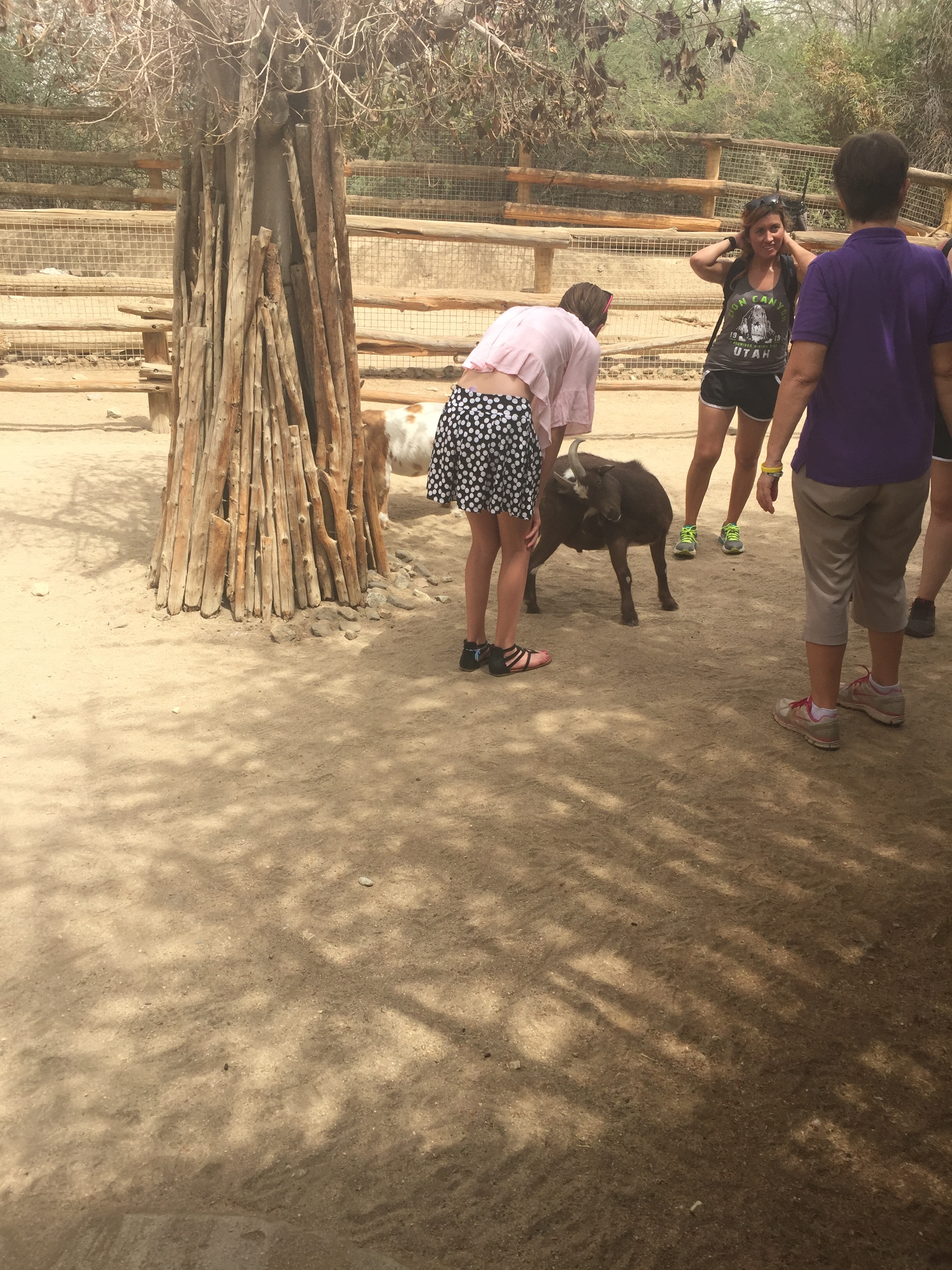  Petting goats at the Living Desert Zoo 