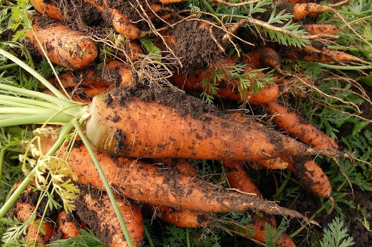 Are you planting your carrot seeds early enough?  Fraser-Thill Coaching &  Consulting, LLC
