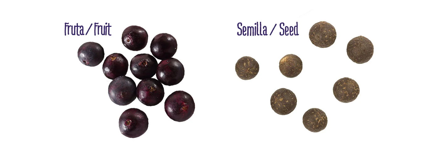 fruta-versus-semilla.jpg
