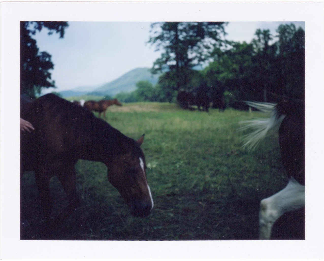 150606-Smokies-020.JPG