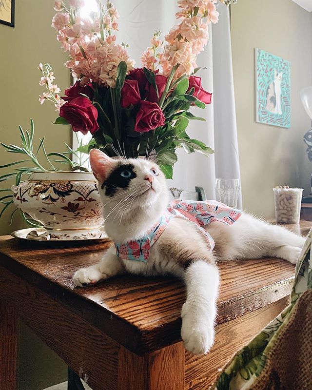 This cat walked into the house today wearing a new butterfly sweater 🦋AND she looks just like the cat painting up on the wall by @giovannivanhine!
(Note: still #notmycat lol)