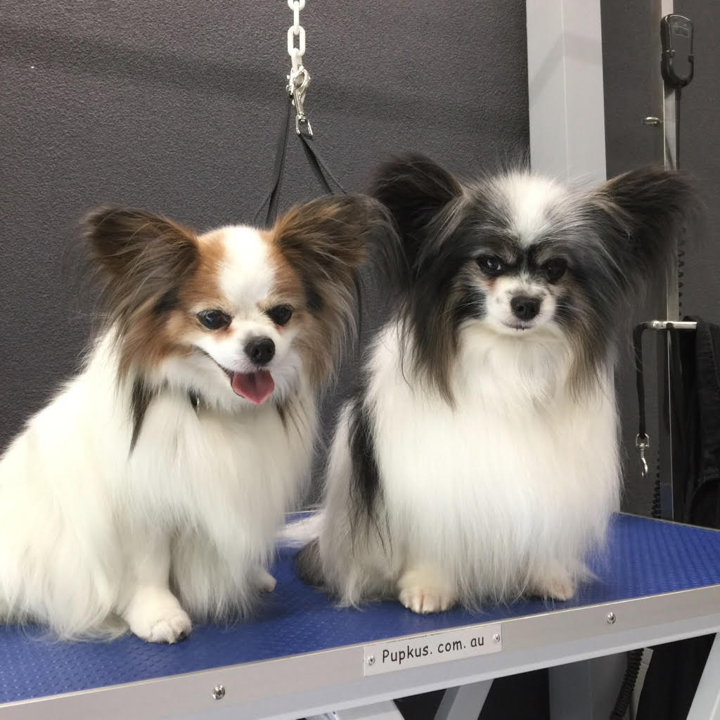 Millie and Murphy after a bath and tidy