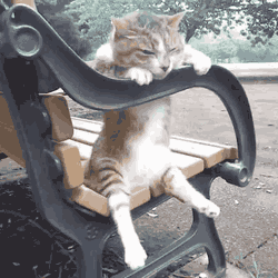 cat.gif