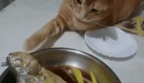 fishy.gif