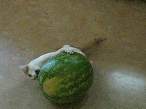watermeloncat.gif