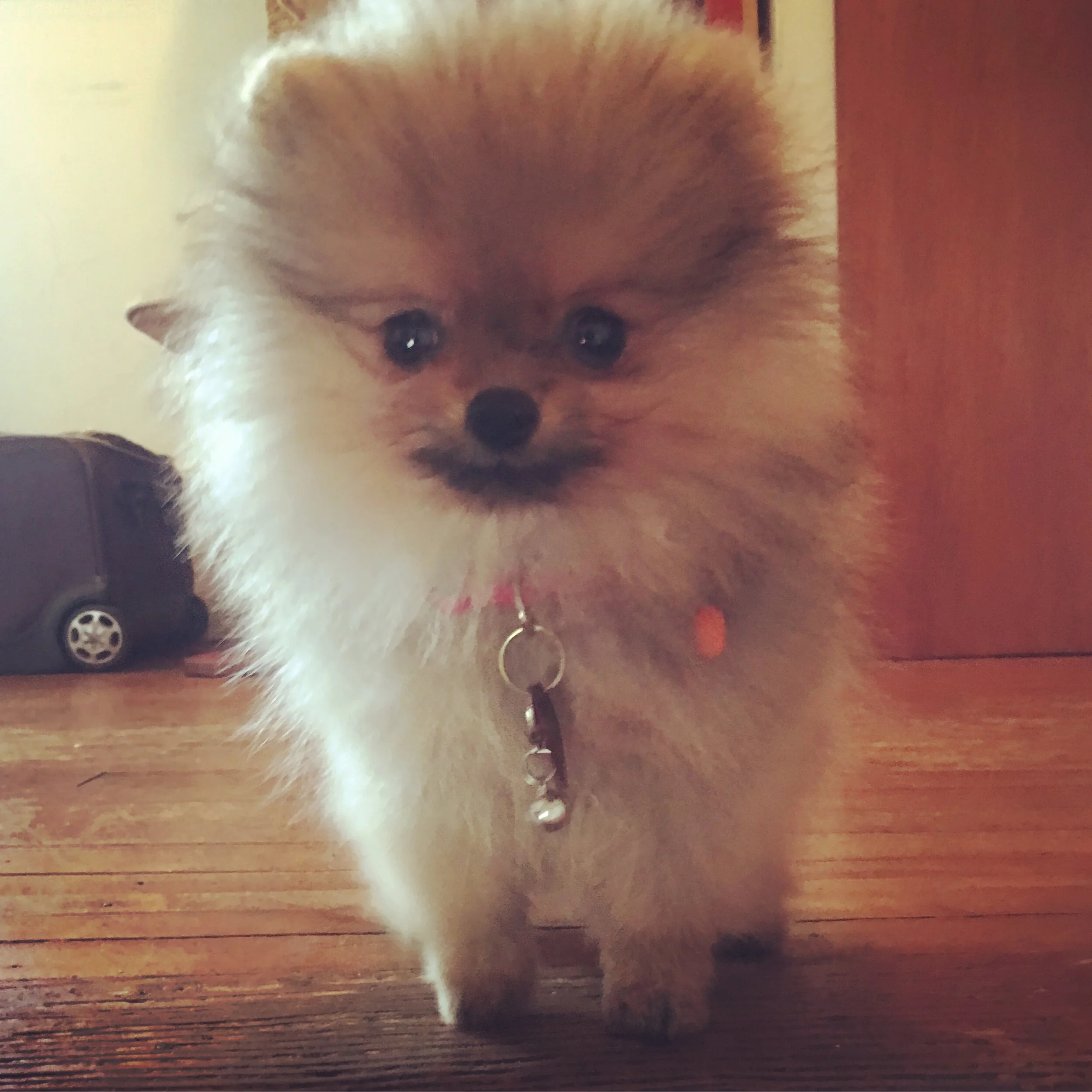 Thoroughly Pomeranian Millie
