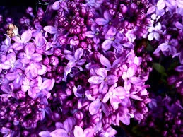 lilacs