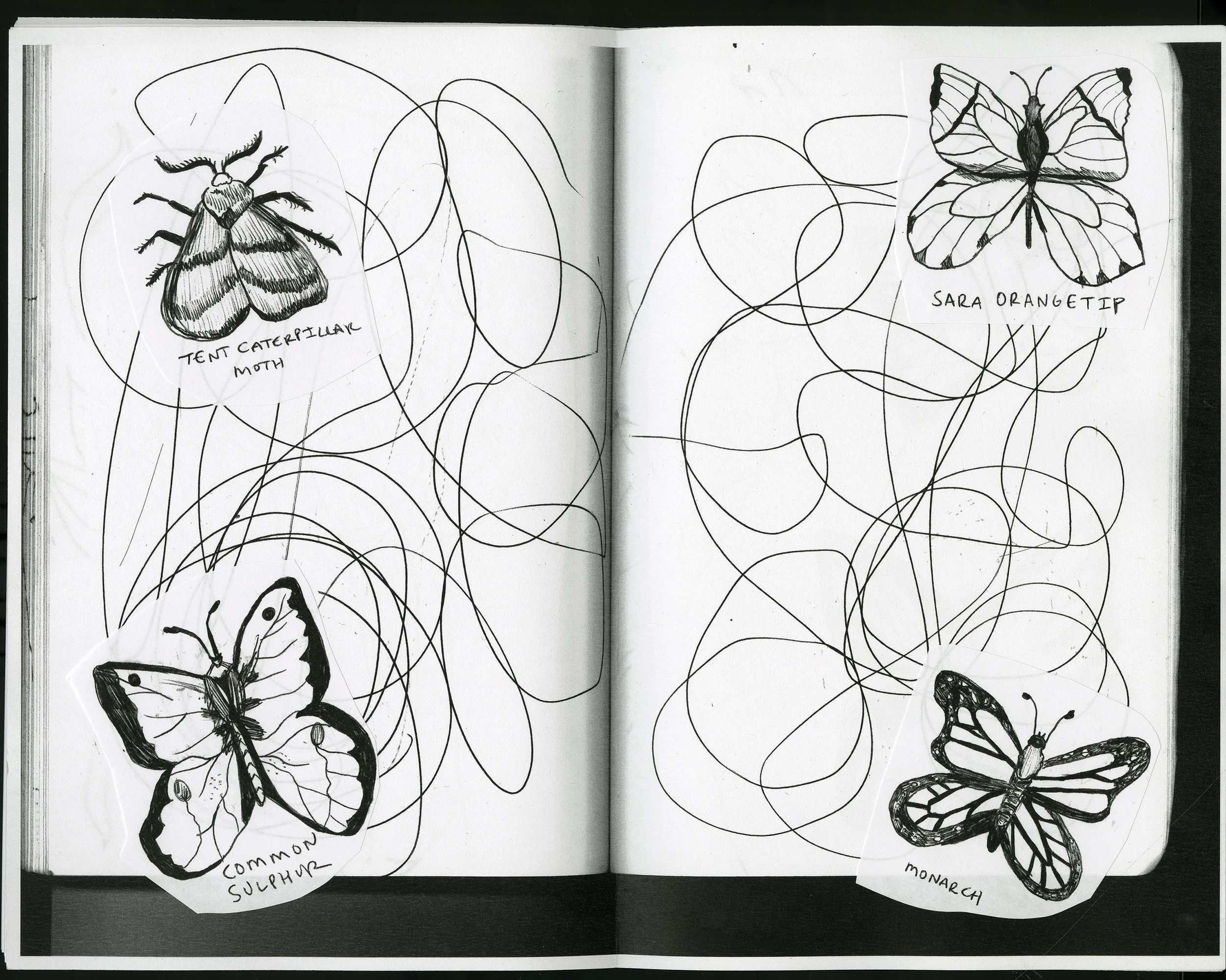 "Fennel & Grapefruit Salad" (Excerpt)