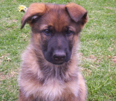 anniebaby2.jpg