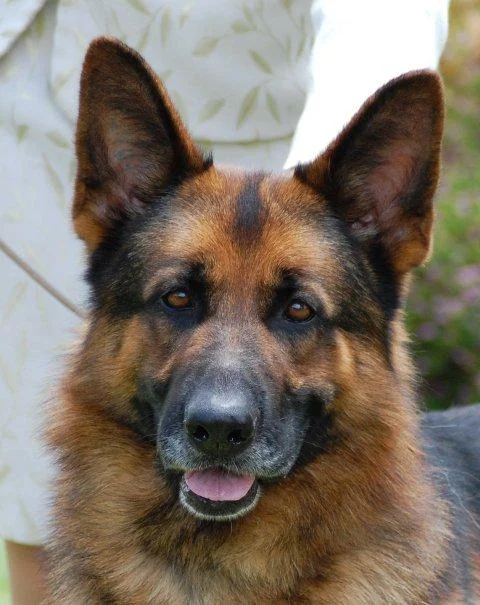 Brutus_headshot_311010.jpg