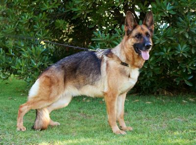 (Unshaus Storm Strike x Vladimir Olymp Brook) 