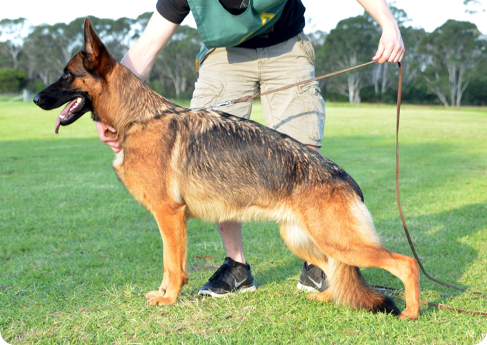 (Ch. Siobahn Apollo x Supreme Champion Vladimir Anarchy E.T )