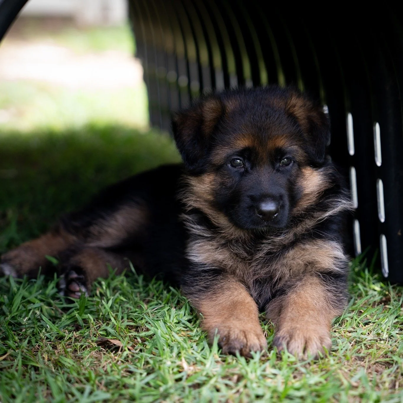 Throw back Thursday - Puppy edition!

Let&rsquo;s see your dog as a baby! Share your favourite puppy photo in the comments 📸

Pictured is our gorgeous Miss Tilly. Our puppies are raised on Royal Canin and it gives the, the best start to life #RCAmba