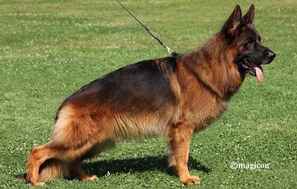 VA Ronaldo du val d'Anzin