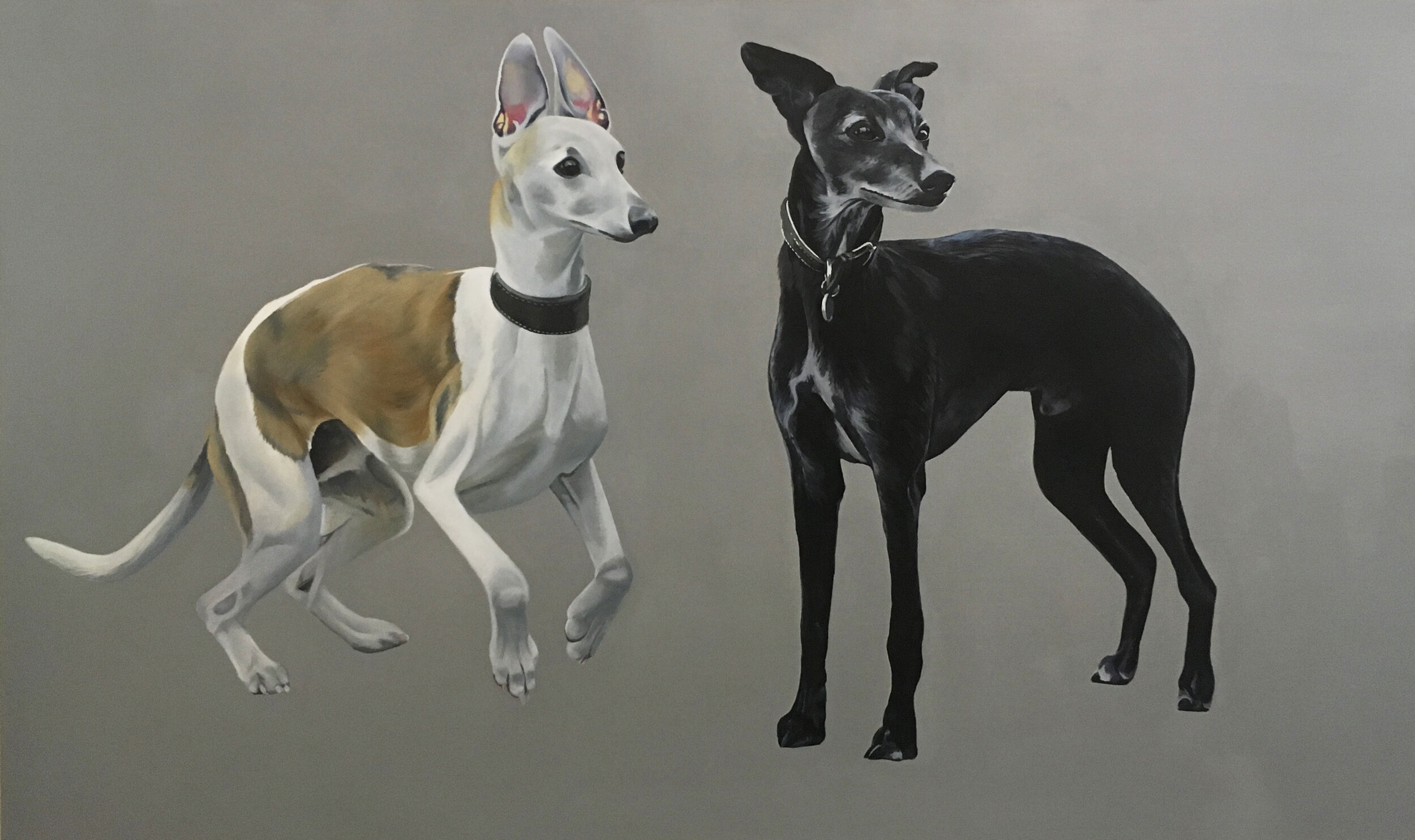 Whippets moo.jpg