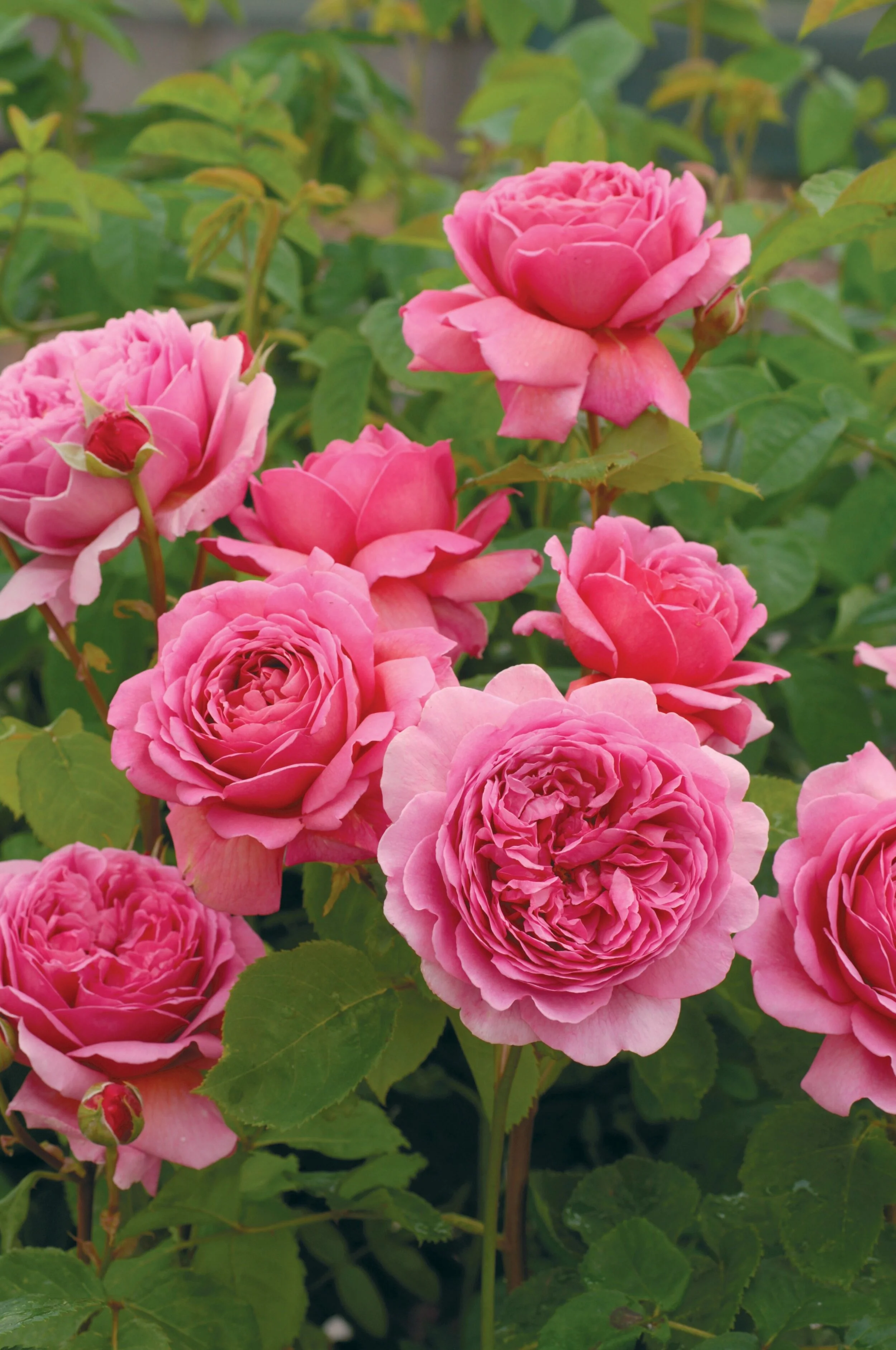 Garden Rose Dozen 