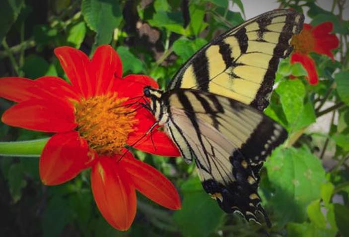 Yellow Swallowtail on a Mexican Sunflower bloom - this particular plant is a favorite in Southern Missouri gardens for butterflies and bees. Photo: Colleen Hargis