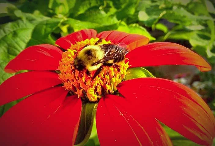 In one local Phelps Grove bee / butterfly garden at least 7 subspecies of bees were observed over the summer months. Photo: Colleen Hargis