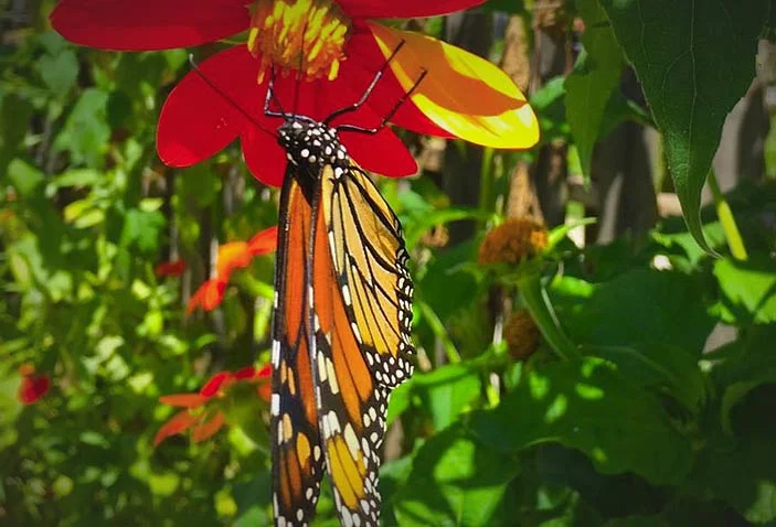 The Monarch Butterfly, Danaus plexippus, is an amazing site just before they head south toward Mexico in their annual migration. Photo: Colleen Hargis