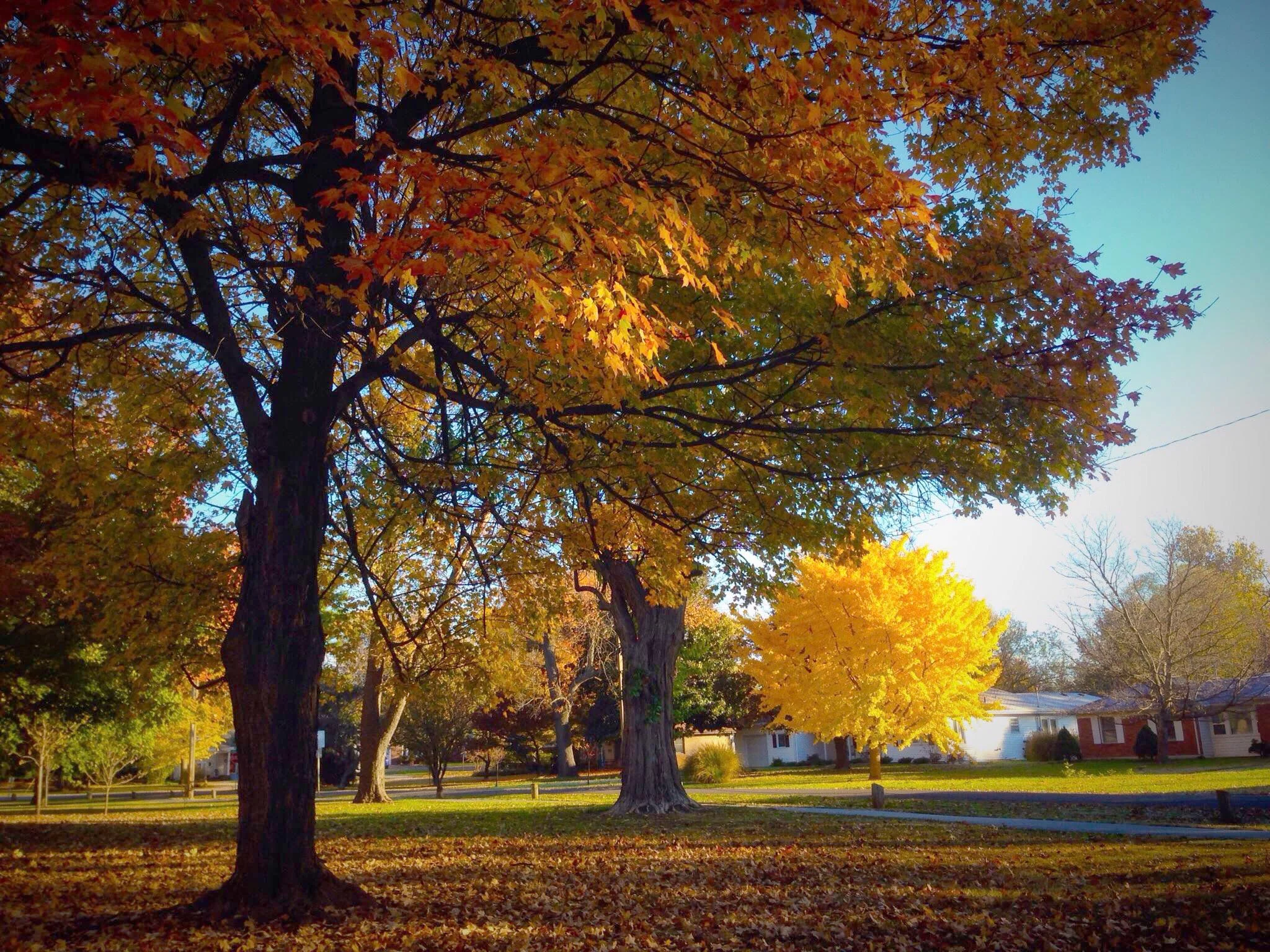 fall PGN 01.jpg