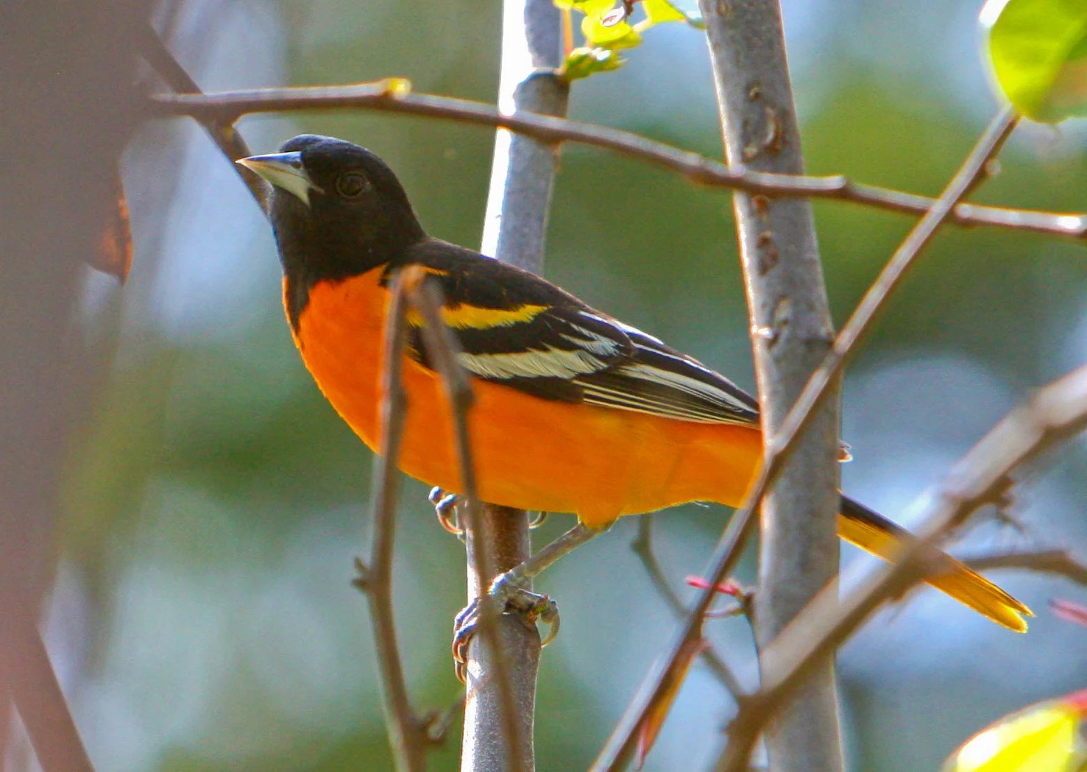 Phelps-Grove-Neighborhood-Oriole-SCH.jpg