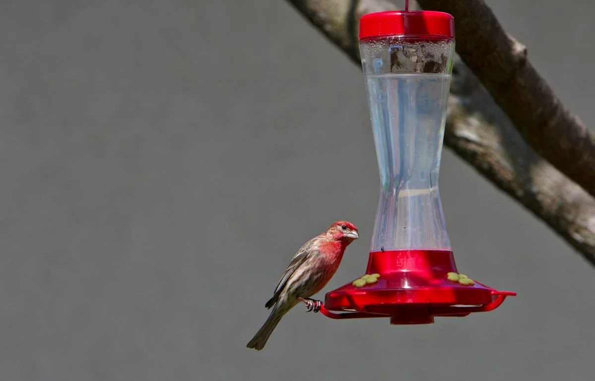 Phelps-Grove-Neighborhood-birds-SCH3.jpg