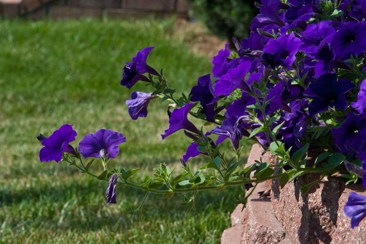 Phelps-Grove-Neighborhood-Spring-flowers-4.jpg