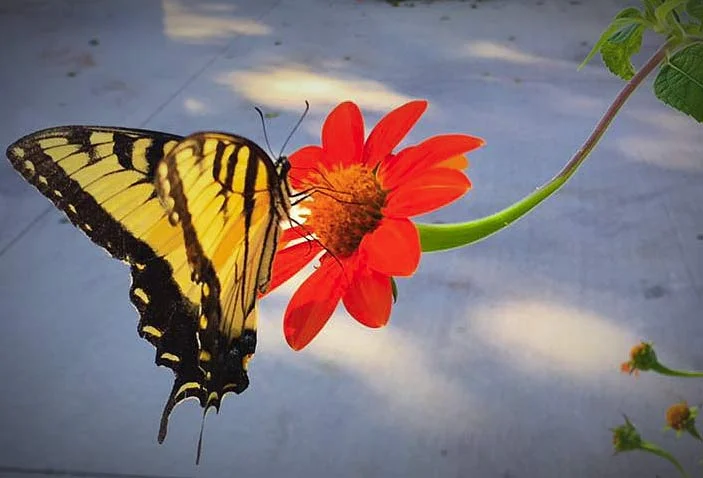 butterfly-on-MX-sunflower-2016.jpg