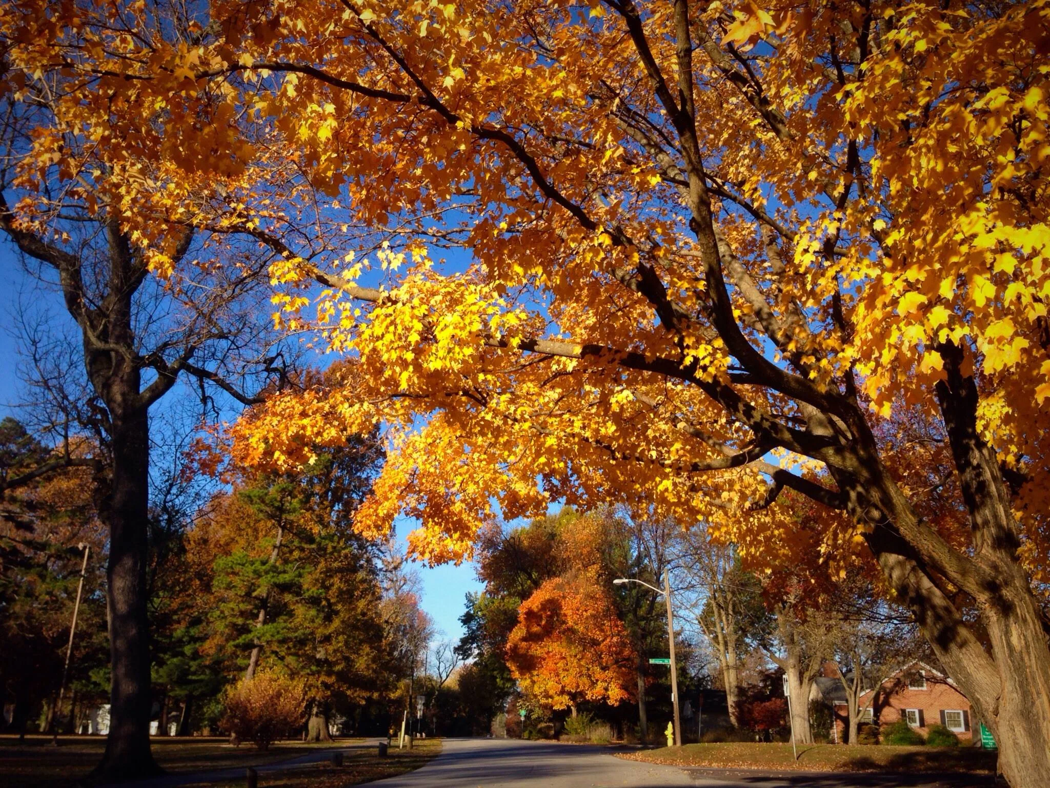 tree lined street 1.jpg